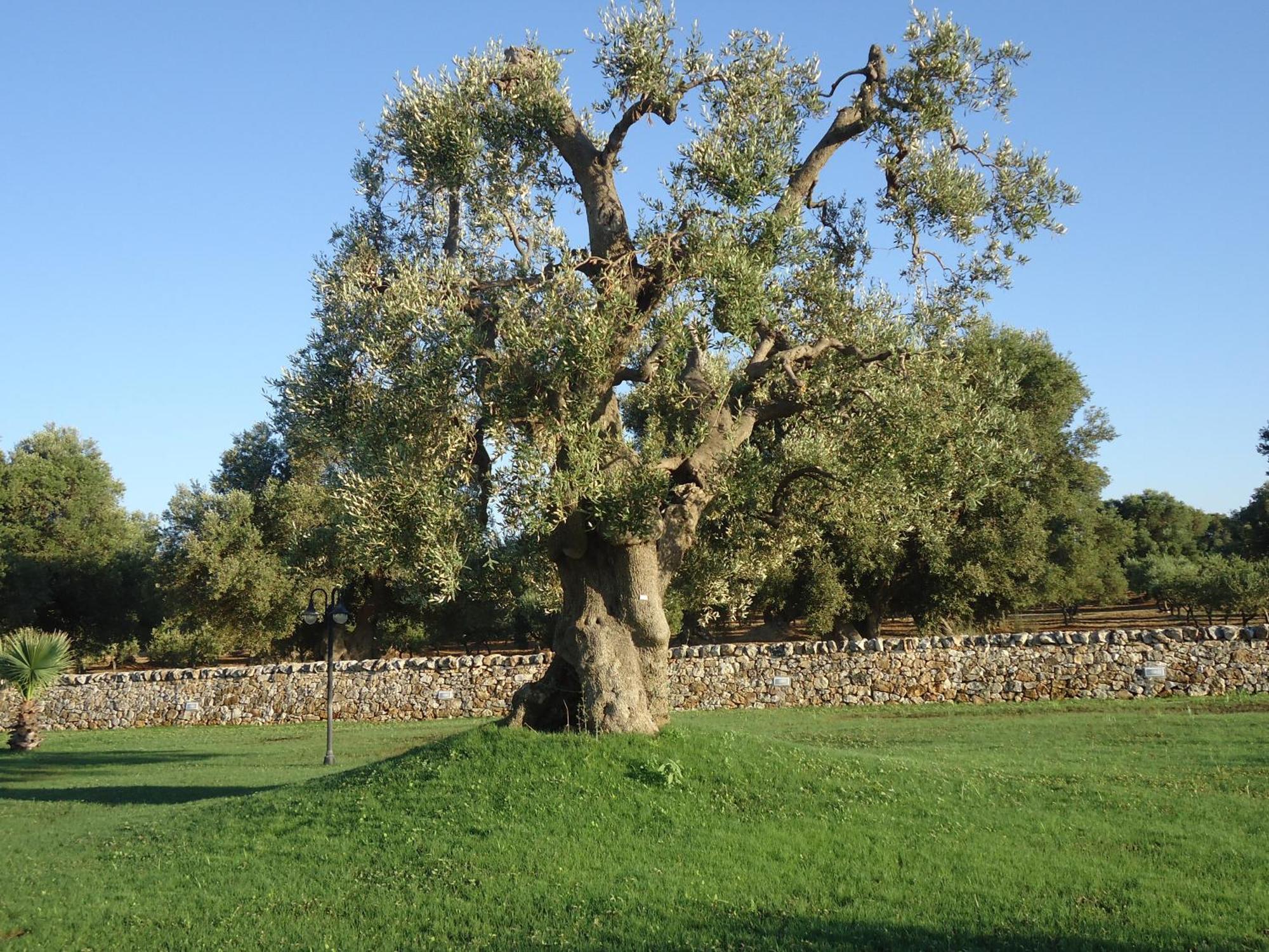 Masseria Valente Ostuni Bagian luar foto